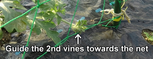 Tie the secondary vines of icebox watermelons to the net