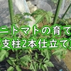 ミニトマトの2本仕立て