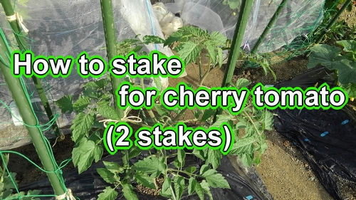 How to stake for cherry tomatoes (double stakes)