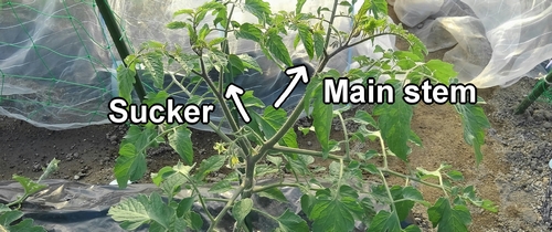 Main stem and sucker of cherry tomatoes