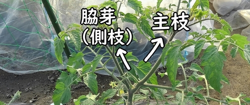 ミニトマト（プチトマト）の主枝と脇芽