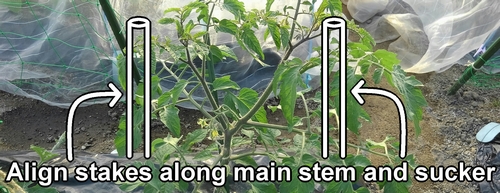 Align the double stakes with the main stem and side shoots