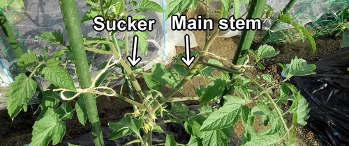 Tie the main stem and suckers of the cherry tomato to the stakes