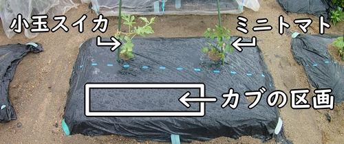 カブを栽培する区画