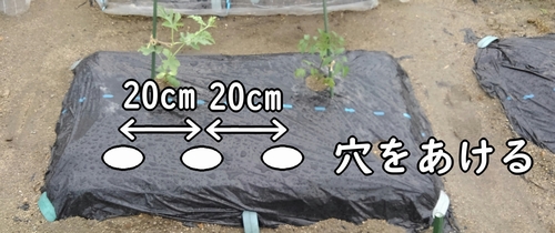 カブの種まき場所