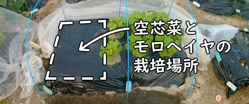 モロヘイヤと空芯菜の種まき場所