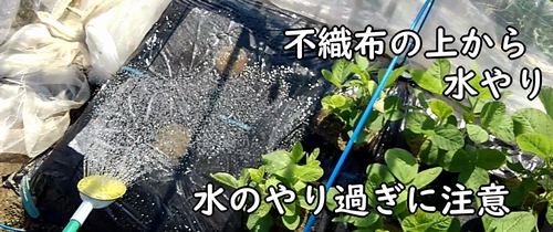 モロヘイヤと空芯菜の種に水やりをする