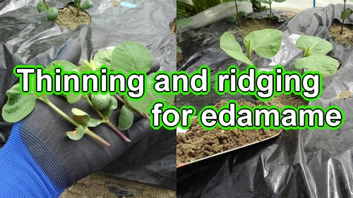 Thinning and ridging for edamame (Edamame plant care)