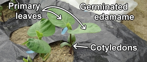 Edamame cotyledons and unifoliolate leaves