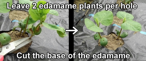 Thin and leave two edamame bean plants