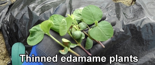 Thinned edamame bean plants