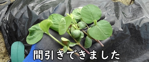 間引いた枝豆（エダマメ）の株