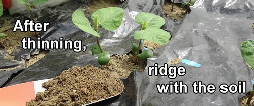 After thinning, we mound soil around the base of the edamame plants