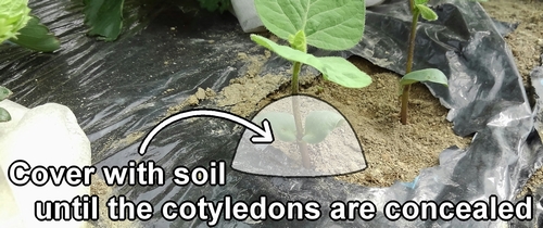 Cover the edamame with soil until the cotyledons are concealed