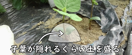 枝豆の子葉が隠れるくらい土を盛る