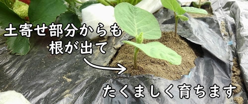 枝豆に土寄せすると、茎から不定根が出る