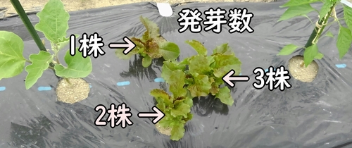 サンチュの発芽数