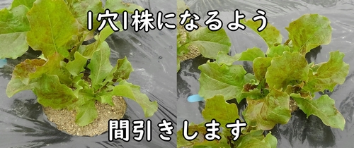 1穴1株になるよう間引きします