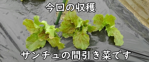 サンチュの間引き菜