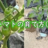 Cherry tomato cultivation (Additional fertilizer for cherry tomatoes)：Growing m