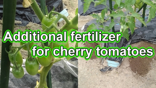 Additional fertilizing for cherry tomatoes