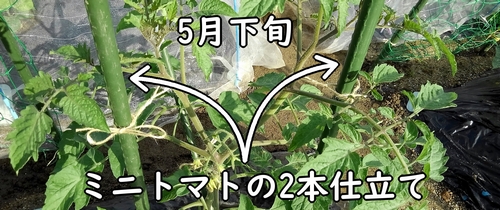 ミニトマトの2本仕立て