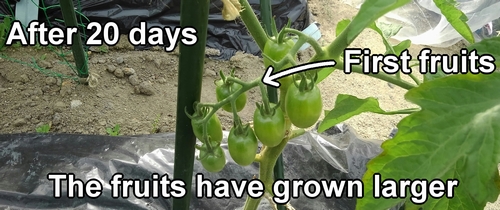 First fruit cluster of cherry tomatoes