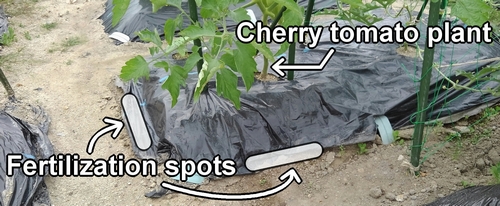 Fertilization spots for cherry tomato