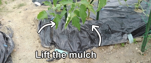 Lift the mulch