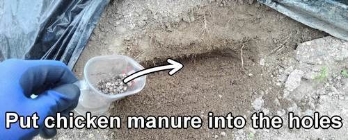 Put chicken manure into the holes