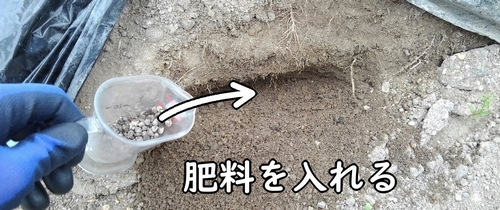 穴に鶏糞を入れる