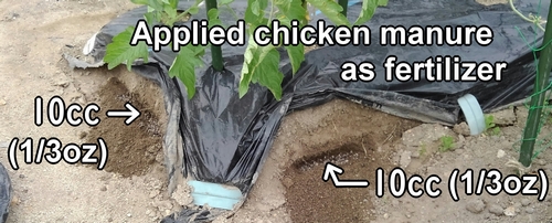 I applied chicken manure as fertilizer