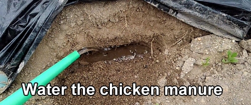 Water the chicken manure