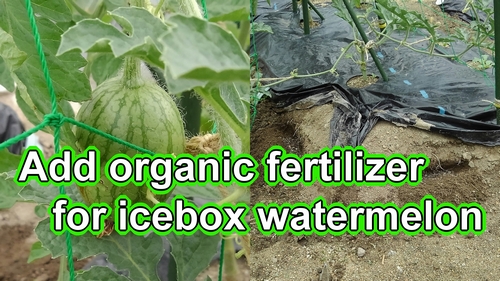 Add organic fertilizer for icebox watermelon (Best fertilizer for watermelon)