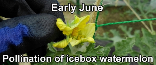 Hand pollination of icebox watermelon