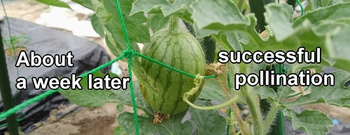 The icebox watermelon fruit