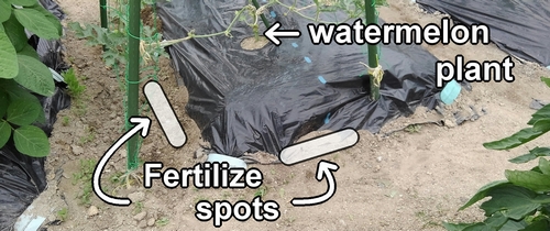 Fertilization spots for icebox watermelon