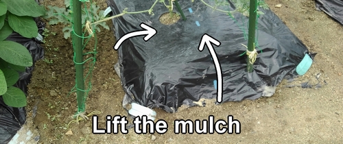 Lift the mulch