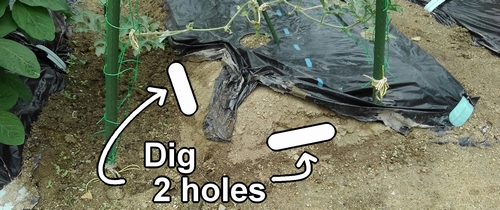 Dig two holes at the fertilization spots