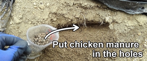 Put chicken manure in the holes