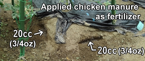 I applied chicken manure as fertilizer