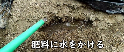 追肥した鶏糞に水をかける