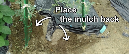 Place the mulch back