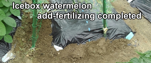 Fertilization of the icebox watermelon is completed