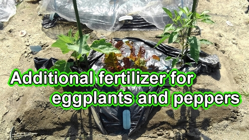 Fertilizing peppers and eggplants