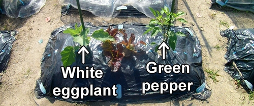 White eggplants and green peppers grown from seedlings