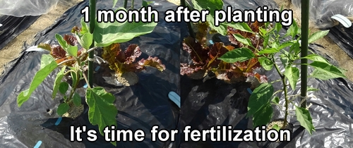One month after planting the seedlings, it's time for fertilization