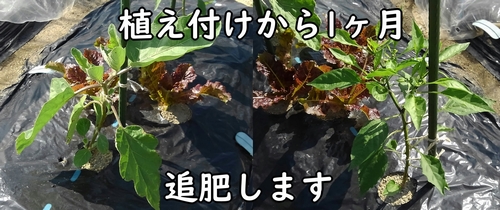 植え付け時期から1ヶ月経ったので追肥します