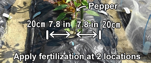 Fertilization position for bell peppers
