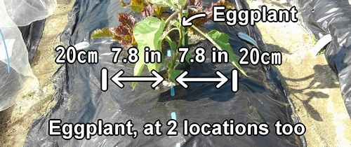 Fertilization position for white eggplants